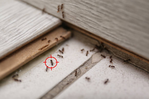 Best Wasp Removal Services  in Red Bank, NJ