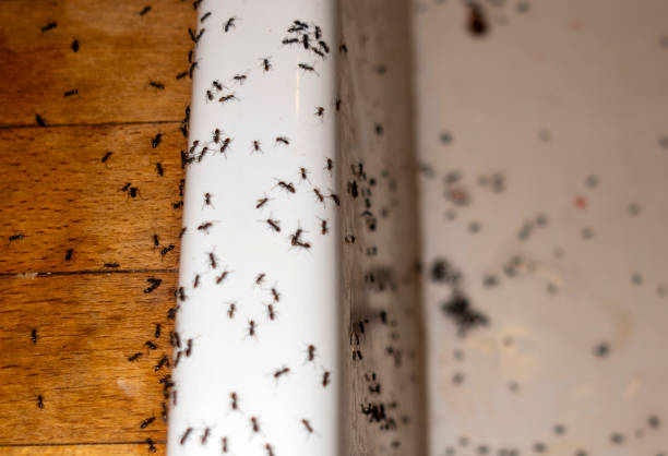 Best Pest Control for Businesses  in Red Bank, NJ