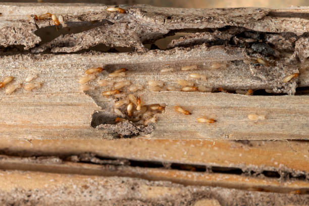 Best Residential Pest Control  in Red Bank, NJ